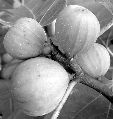 无花果和猕猴桃两种古老水果在金华成朝阳产业