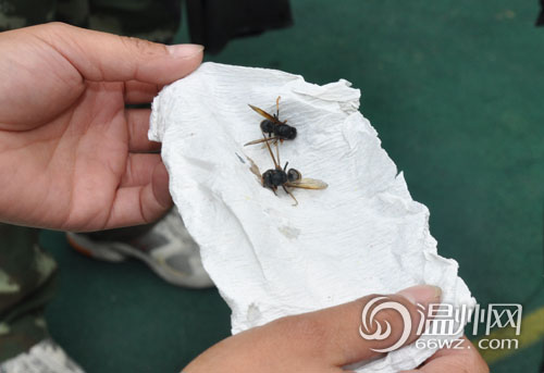 瘋狂馬蜂蟄死蝙蝠驚擾師生幼兒園被迫停課一天