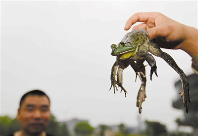 6条腿的青蛙你见过吗?