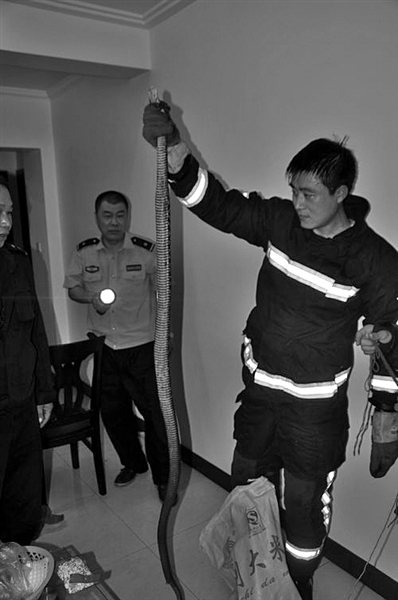 女主人夜里进卫生间洗澡 看见一条大蛇盘在马桶边