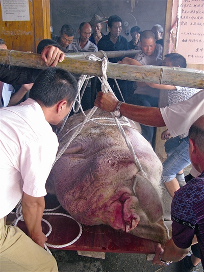 温州泰顺1100公斤传奇猪王年迈寿终村民感恩