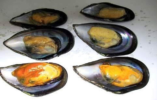 织纹螺中毒续赤潮时牡蛎淡菜应谨慎食用