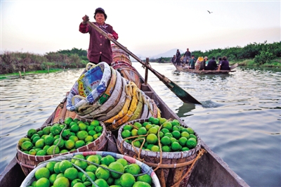 傍晚时分,在三垟湿地,果农张彩媚摇着载满瓯柑的小船回家.