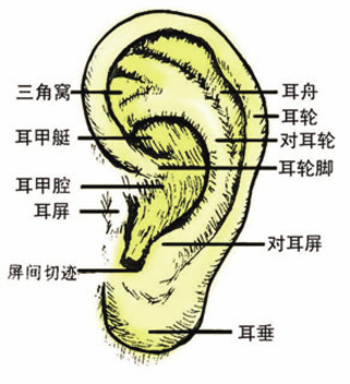 五,人之腎氣通於耳,扯拉搓揉健全身.