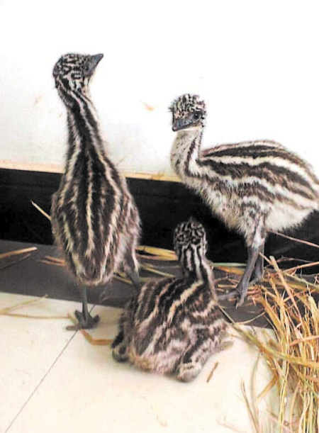 长沙首次孵化出3只鸸鹋系澳大利亚国宝图