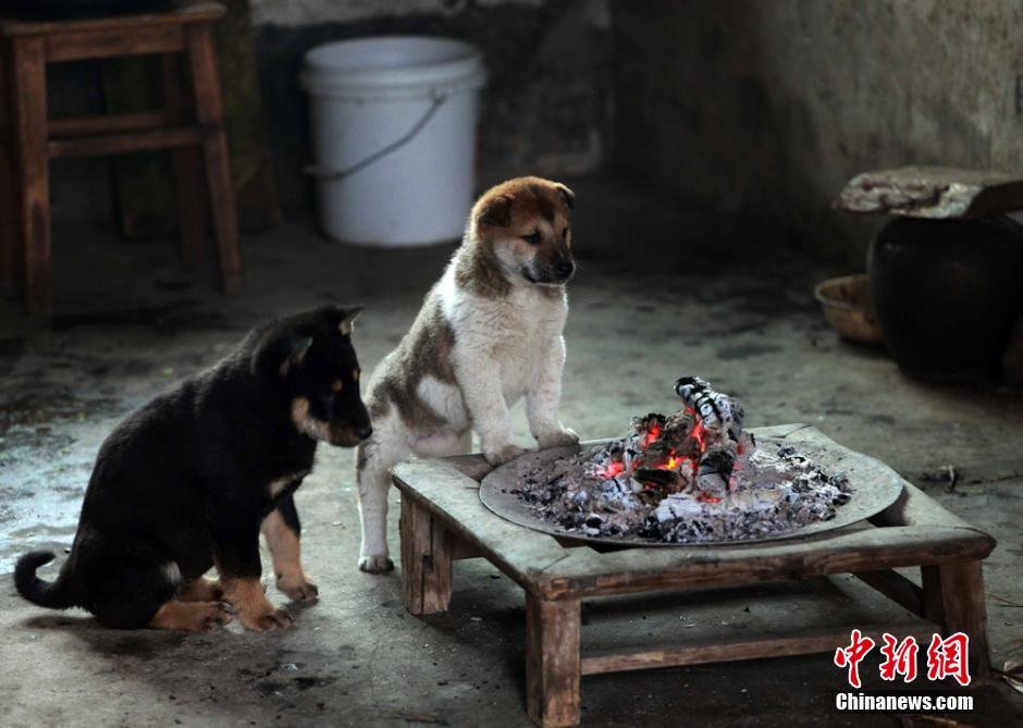 组图超萌小狗围火炉取暖相互依偎其乐融融