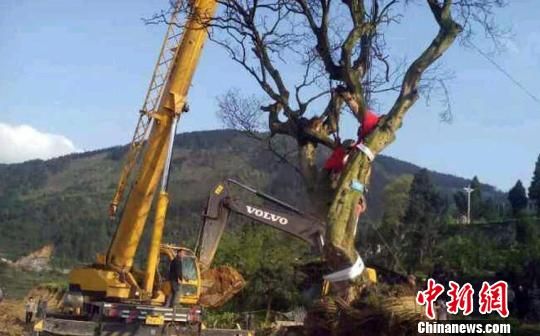 被移栽的古树 网友供图 摄 被移栽的古树 网友供图 摄
