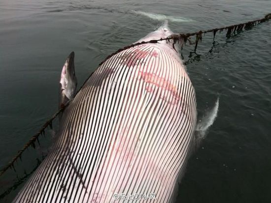 发现一只身长4米多的鲸鱼,已死亡,鲸鱼腹部有多处淤痕