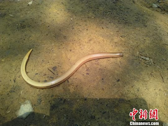 重庆缙云山自然保护区首次发现濒危物种“蛇蜥”