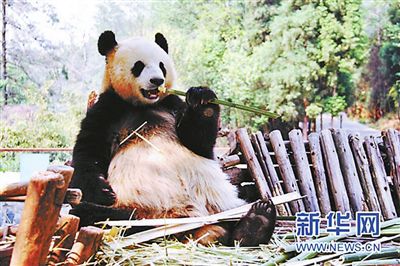 大熊猫思嘉坐在栖架上吃竹子