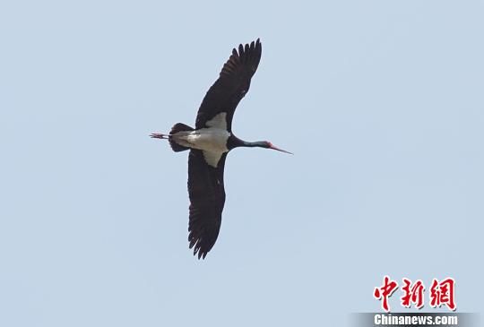 图为新发现的国家一级保护动物黑鹳 小五台山自然保护供图 摄 图为新发现的国家一级保护动物黑鹳 小五台山自然保护供图 摄