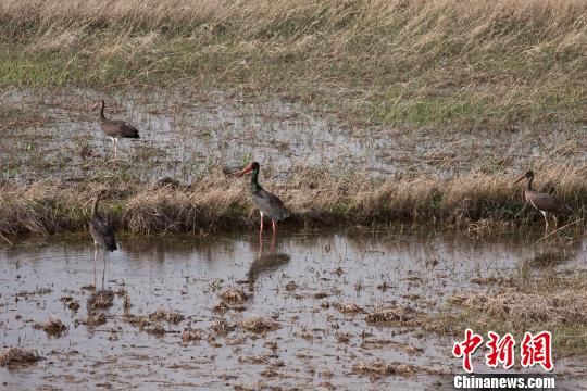 图为新发现的国家一级保护动物黑鹳在湿地栖息 小五台山自然保护供图 摄 图为新发现的国家一级保护动物黑鹳在湿地栖息 小五台山自然保护供图 摄