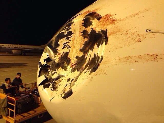 海南航空一航班飞行中撞鸟机头被撞凹