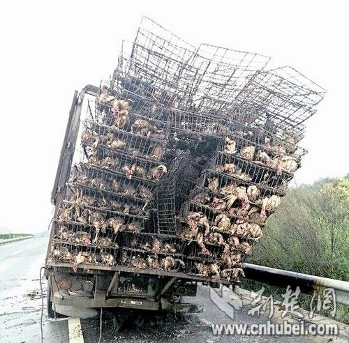 ��������·�������9000ֻ���