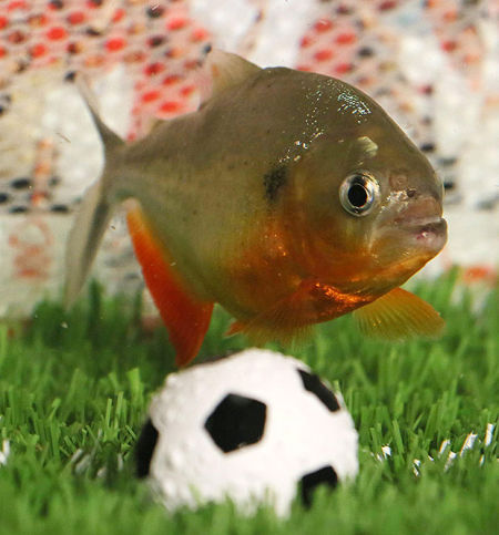 贝利在足球周围游动