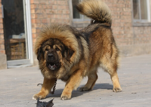 新闻中心 社会新闻 正文     一名中年妇女能否斗过一只成年藏獒?