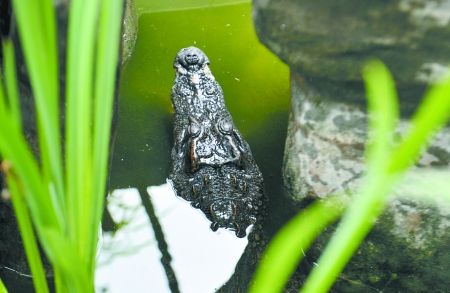鳄鱼在池子里只露出脑袋 鳄鱼在池子里只露出脑袋