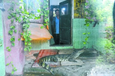 鳄鱼住进了新家 本组图片由记者 张路桥 摄 鳄鱼住进了新家 本组图片由记者 张路桥 摄