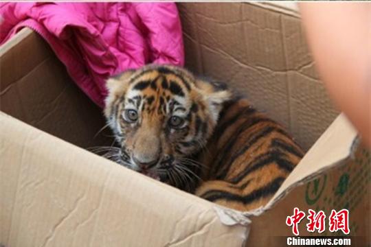 ���Ȼ���ϼ����׻�����Ͽ������ͼ��