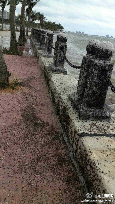 广东湛江聚集大量黑色不明生物 数以万计(图)