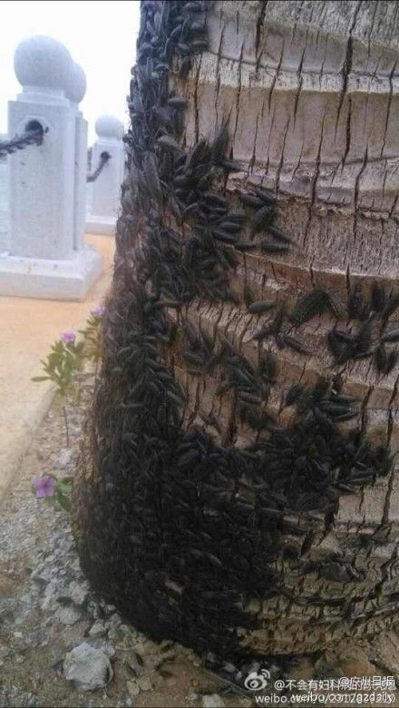 广东湛江聚集大量黑色不明生物 数以万计(图)