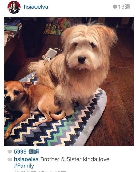 papi��Gemini�ദ��Ǣ