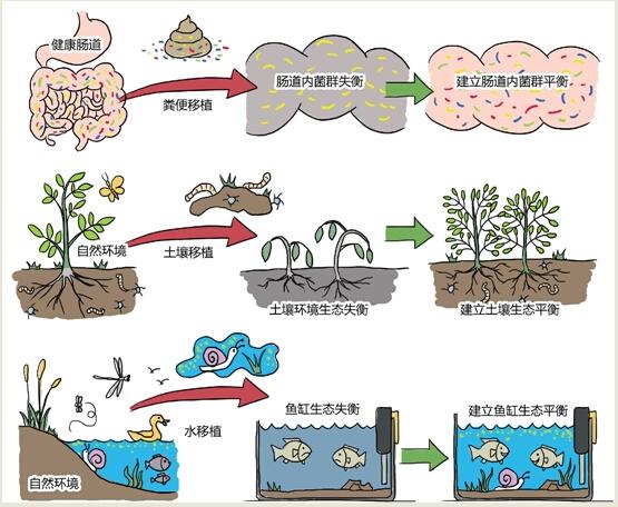 医生用妈妈的大便治愈儿子肠炎 今后或有大便胶囊
