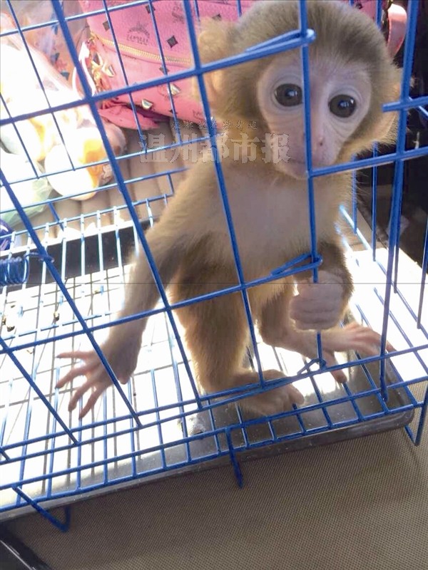 据在微信上出售石猴的卖家介绍,去年至今已卖了近20只日本袖珍石猴