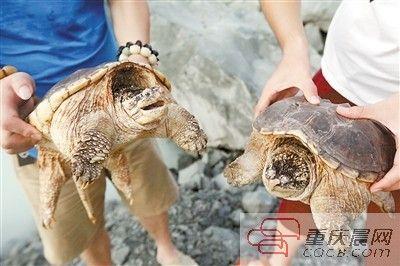 男子工地被骗买凶猛“神龟” 放生时被一口咬伤