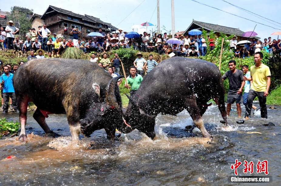 广西三江斗牛节场面火爆逾万人争睹