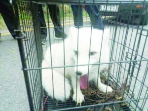 �Ͼ��Ͻ�ɽ���ְ׺�ȫ��ѩ����֫ϸ��(ͼ)