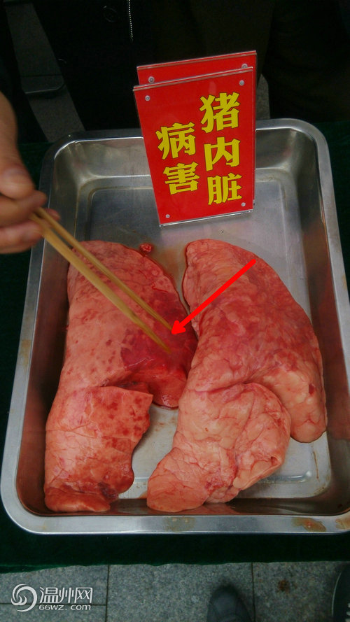 猪肺门淋巴结位置图片图片