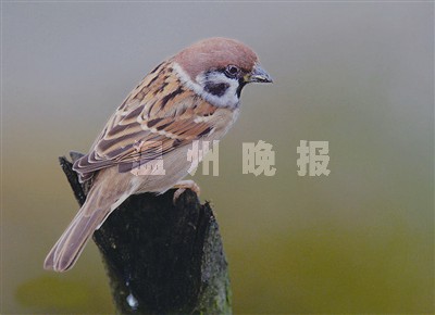 鸟人非法狩猎被拘役4个月一天捕132只麻雀