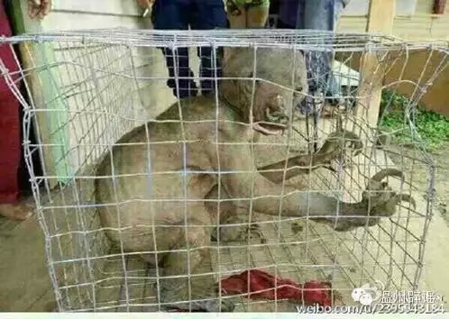 南京警方辟水鬼谣言是脱发的马来熊