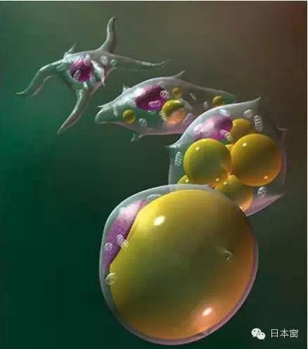 7,脂肪组织(黄色的是脂肪细胞)脂肪都藏在哪儿8,皮下脂肪的蓄积部位9