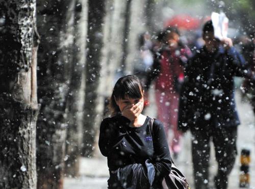 辟谣举报网 热点关注  榆四脉绵蚜和柳絮,杨絮如何区分呢,杨斌说,柳絮