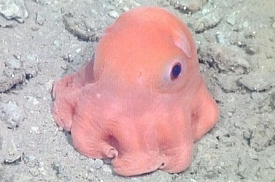 这应该是世界上最萌的章鱼了,最新发现的品种