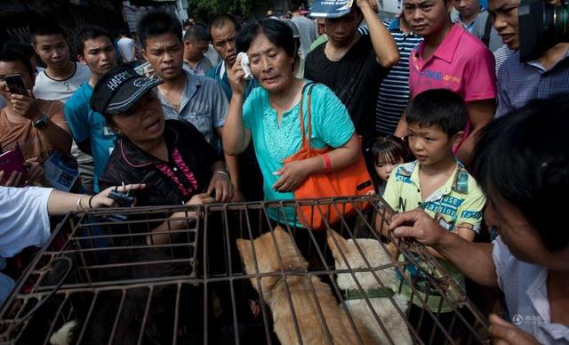 今年玉林狗肉节期间爱狗人士花钱救狗.