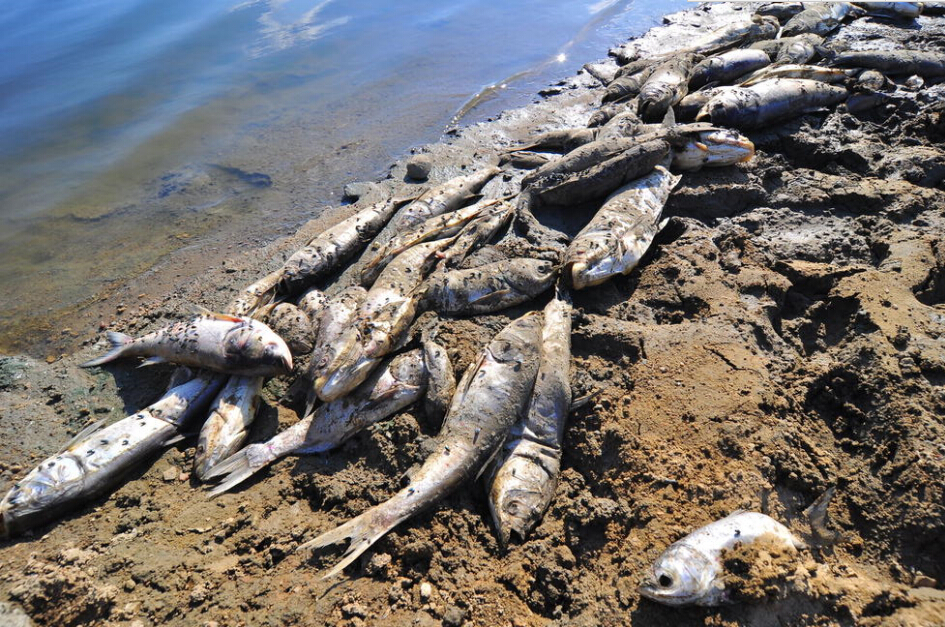 山东日照一水库水容减少鱼类缺氧大量死亡