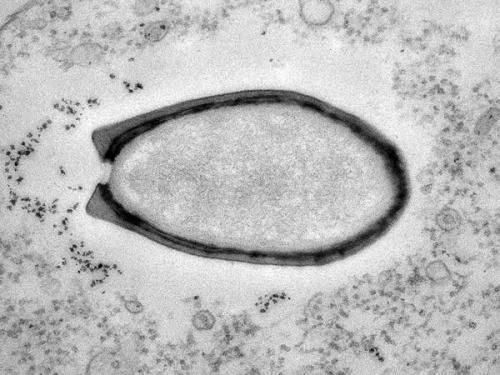 始祖病毒图片图片