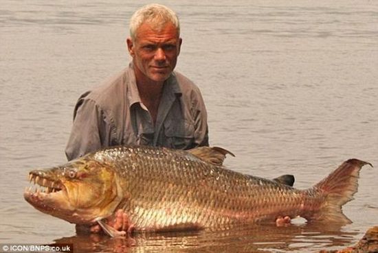 非洲捕获15米长巨型虎鱼看似食人鱼组图