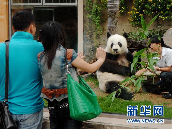 熊猫盼盼原型巴斯全面恢复健康
